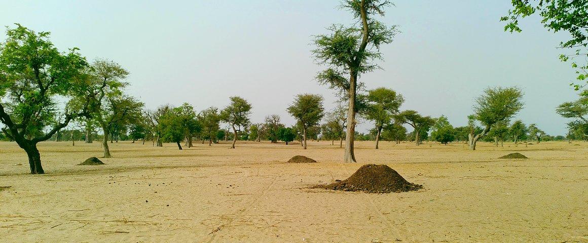 A soil near Diohine, Senegal, shortly before the rainy season © A. Fallot, CIRAD